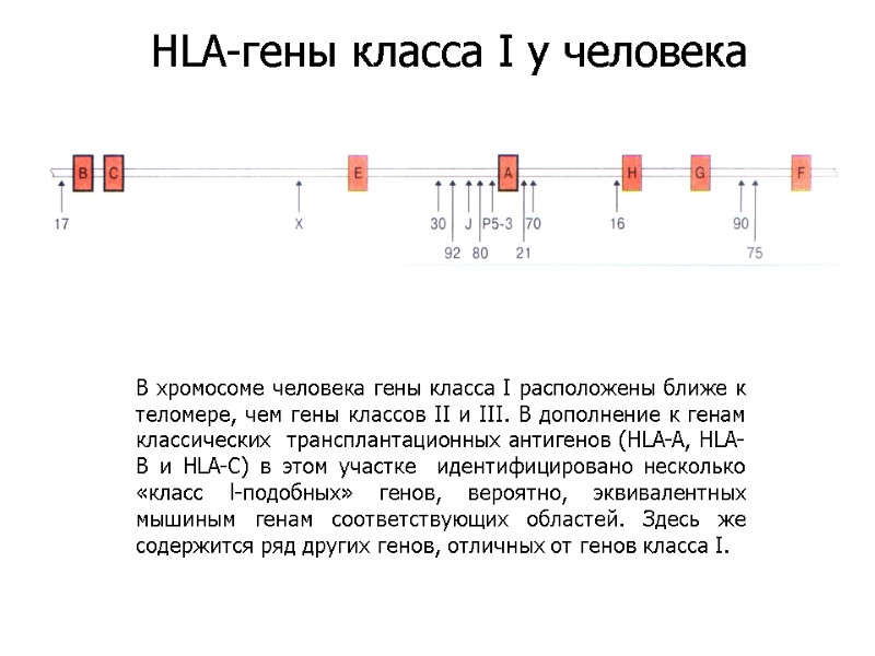 В хромосоме человека гены класса I расположены ближе к теломере, чем гены классов II